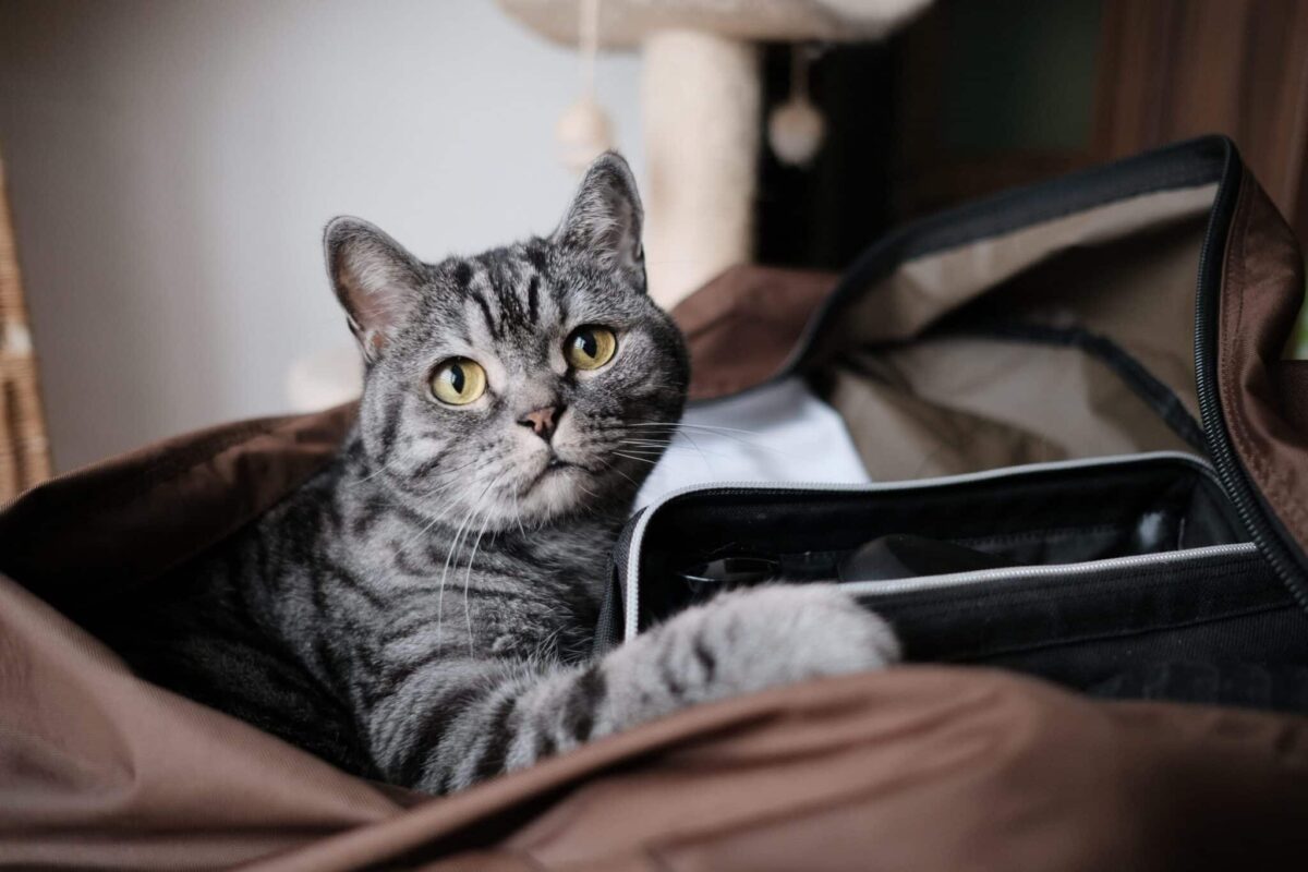 A comfortable cat resting on their human's clothing with a relaxed and content expression.