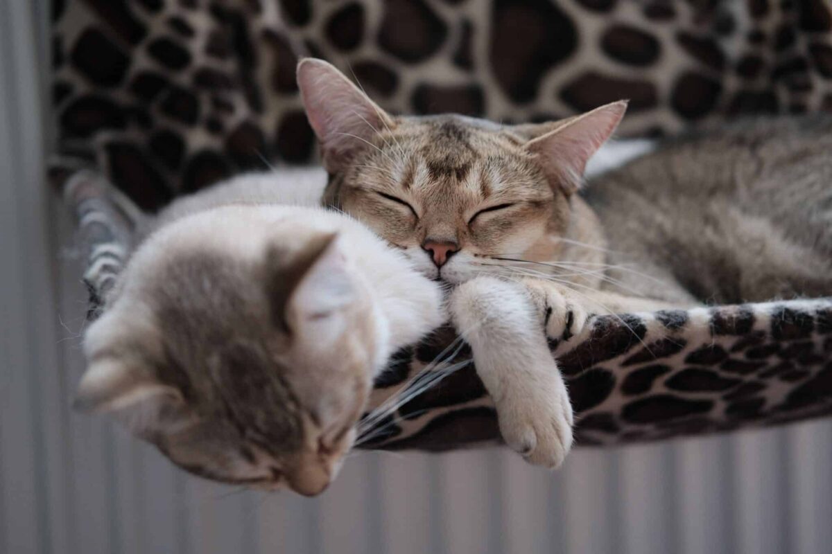 A deeply relaxed cat sleeping on their back with their paws curled at unusual angles.