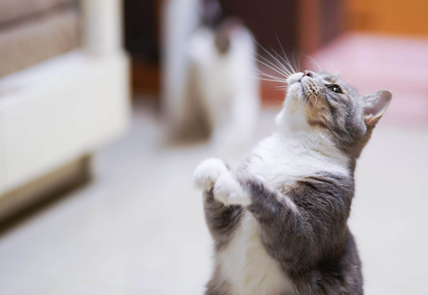 A playful cat tossing a small toy into the air while reaching upward with both front paws.