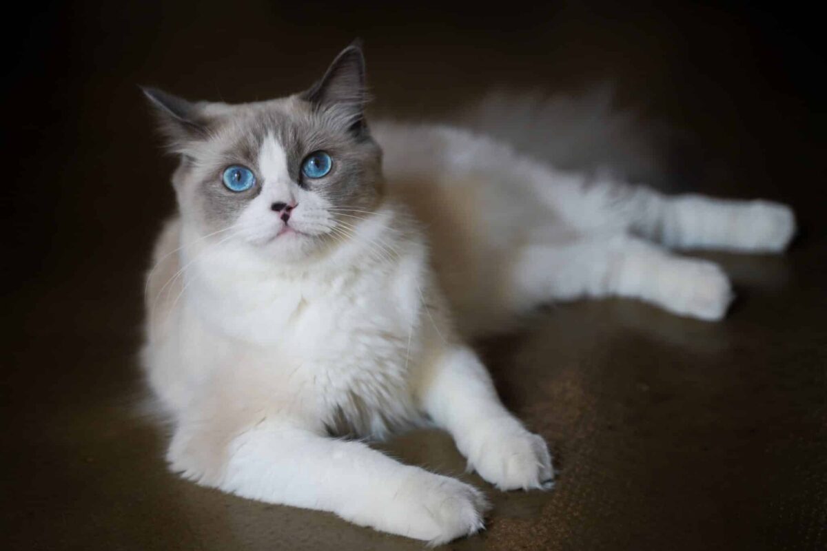 A relaxed Ragdoll Cat sitting comfortably near a visitor with a gentle and welcoming expression.