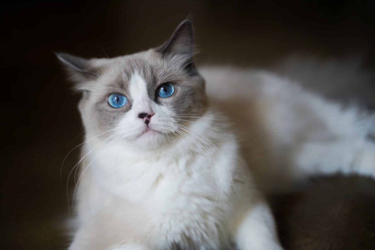 A relaxed Ragdoll Cat calmly following their human near a bathroom doorway.