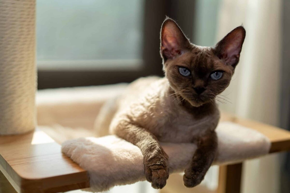 A playful Devon Rex Cat curiously approaching a visitor with an energetic and friendly expression.