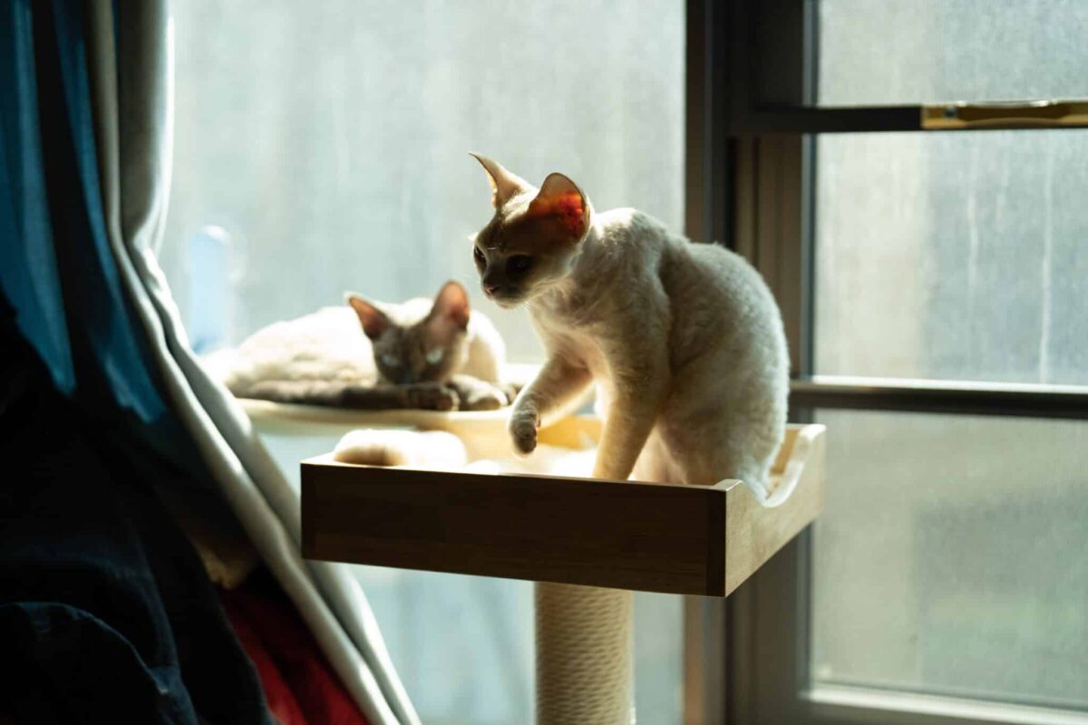 A curious cat perched on a high cat tree while calmly observing the room below.