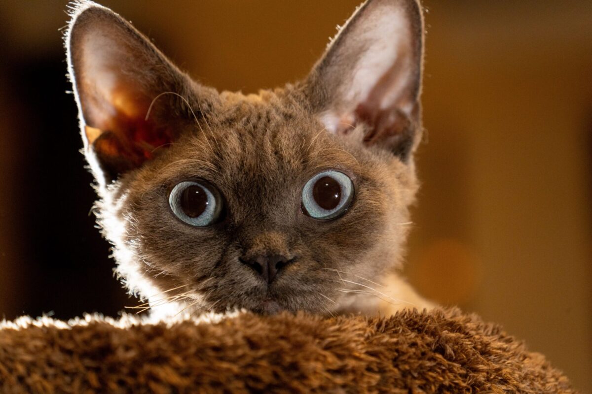 A mischievous Devon Rex Cat perched on a high surface with large ears and an inquisitive expression.
