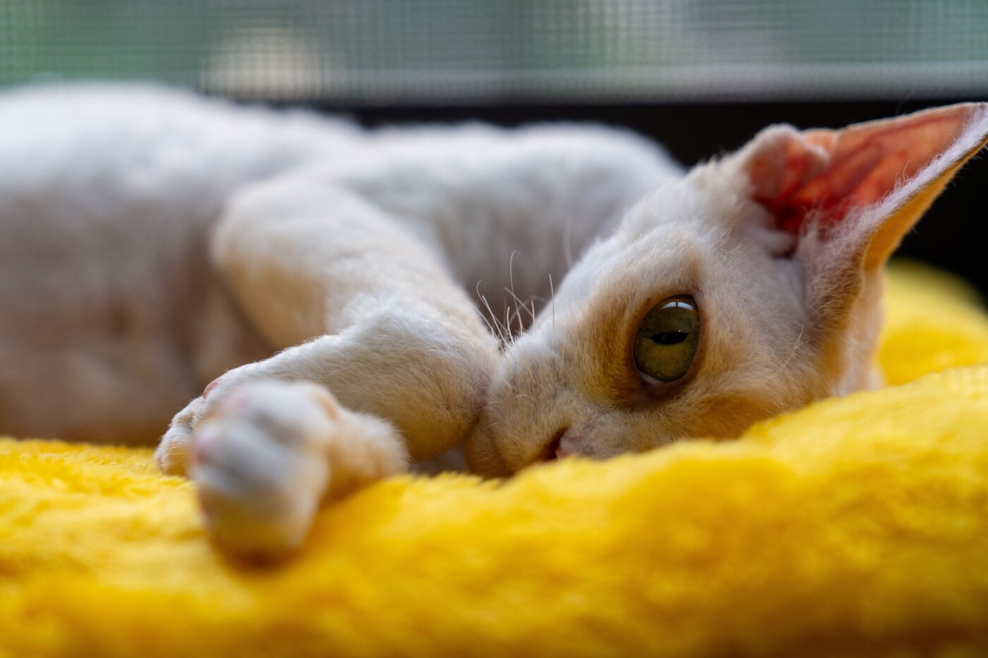 A relaxed cat rolling onto their side near their human with their paws loosely curled.