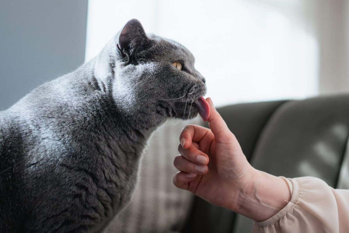 A relaxed cat gently licking their person's hand during a calm social interaction.
