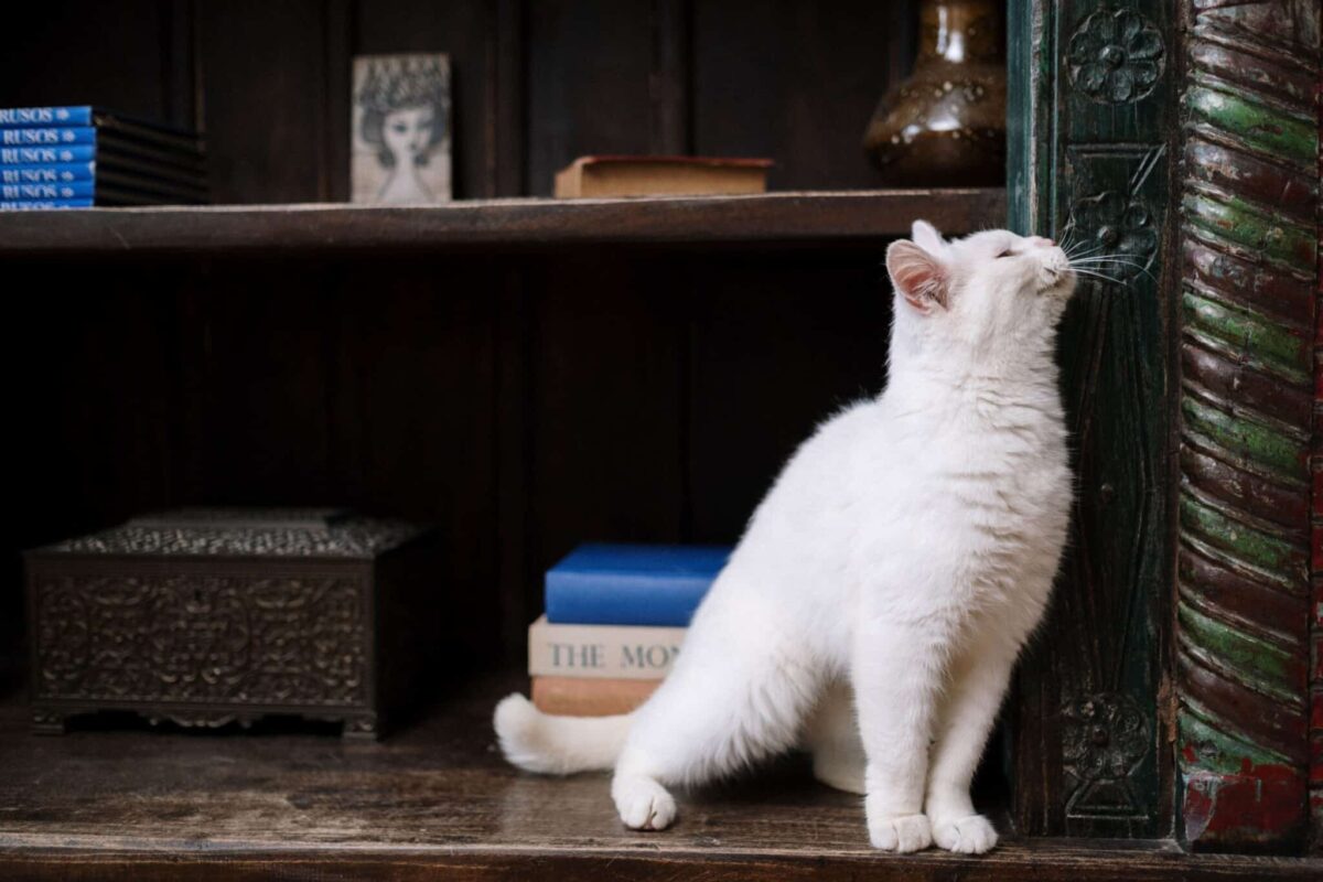 A content cat rubbing the side of their face against the corner of a piece of furniture.