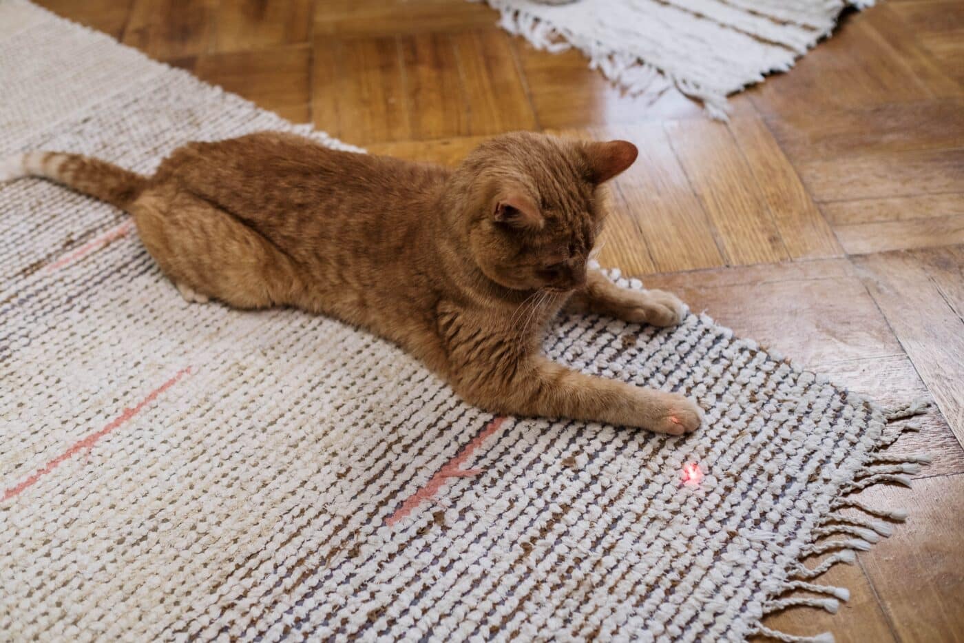 An energetic cat running after a moving toy with their eyes focused closely on the target.