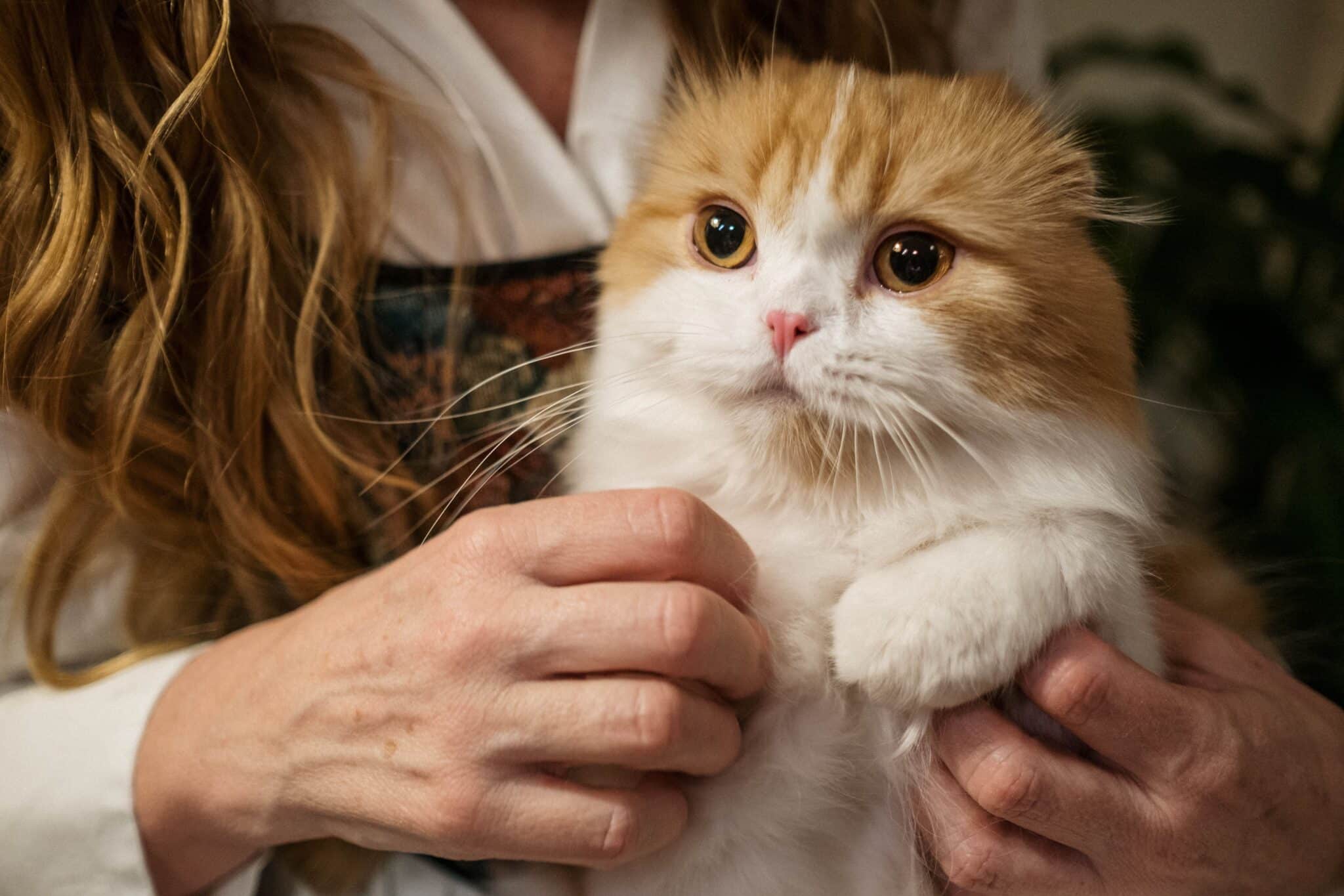 A round-faced Scottish Fold Cat sitting comfortably on a person's lap with its folded ears and relaxed expression visible.