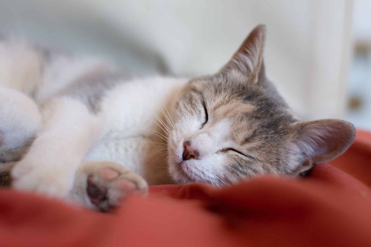 A content cat rubbing their cheek against clothing before settling down to rest.