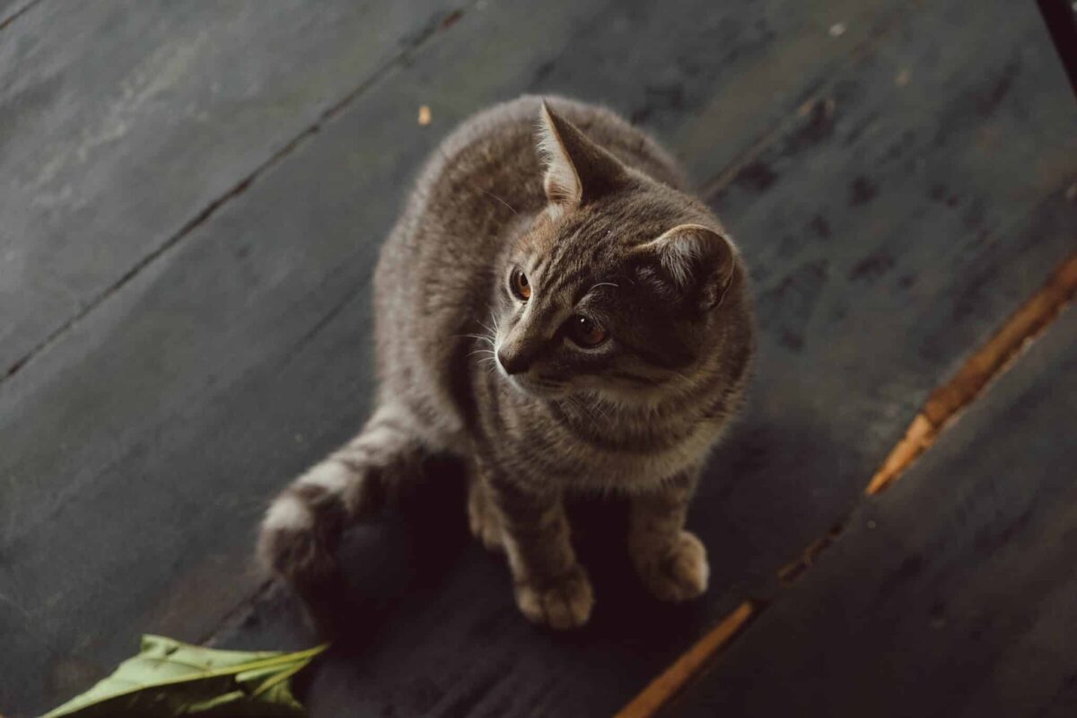 A curious cat following closely behind their human while moving through the house.