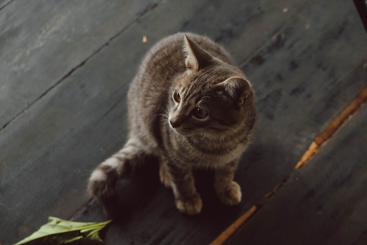 A curious cat calmly following their person through the home with their tail held upright.