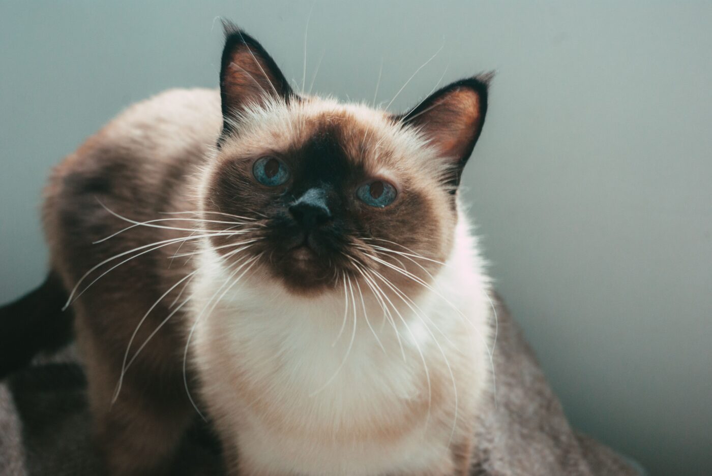 A Burmese cat looking toward someone nearby with an alert expression and mouth slightly open.