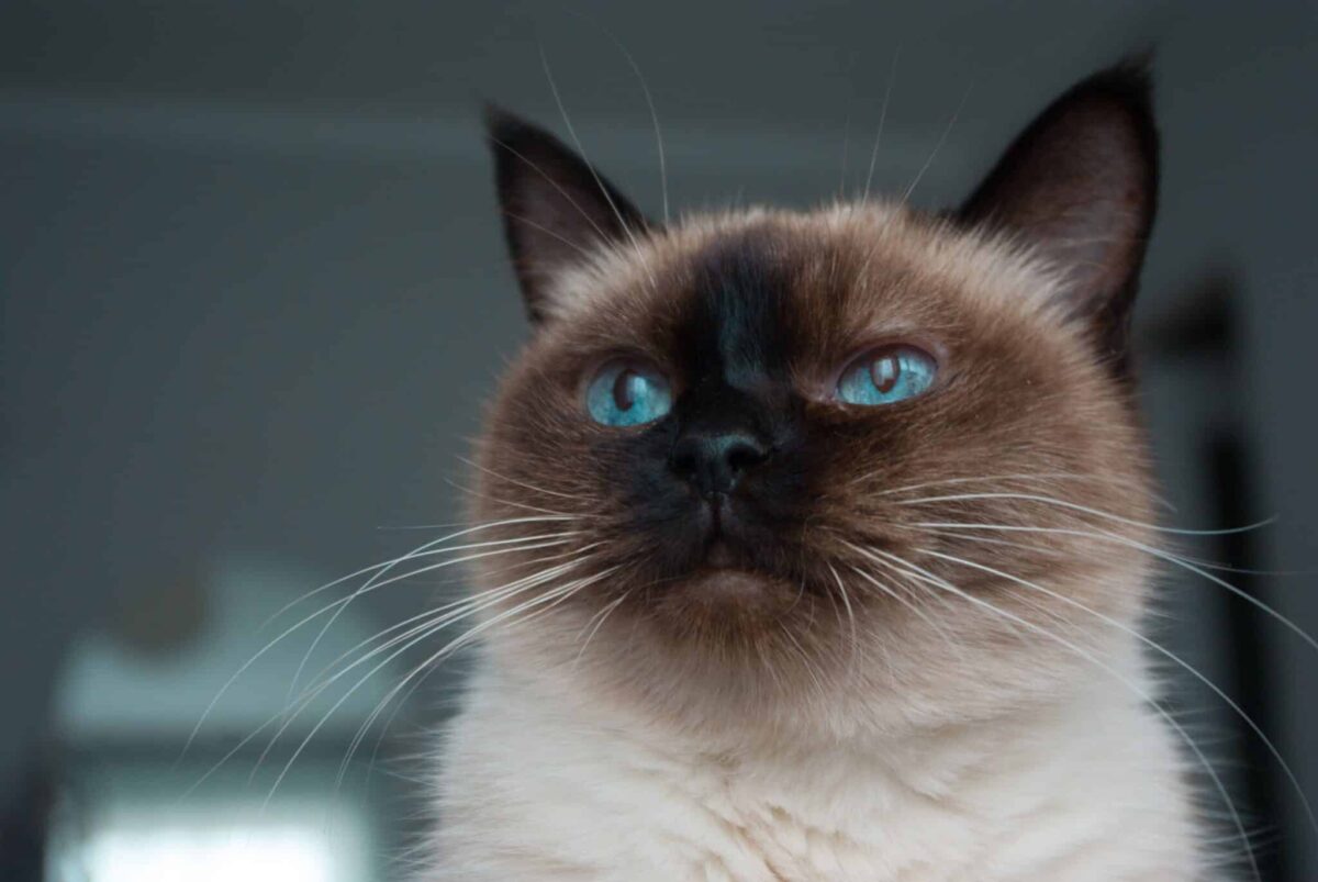 An expressive Siamese Cat confidently approaching a visitor with an attentive and social expression.