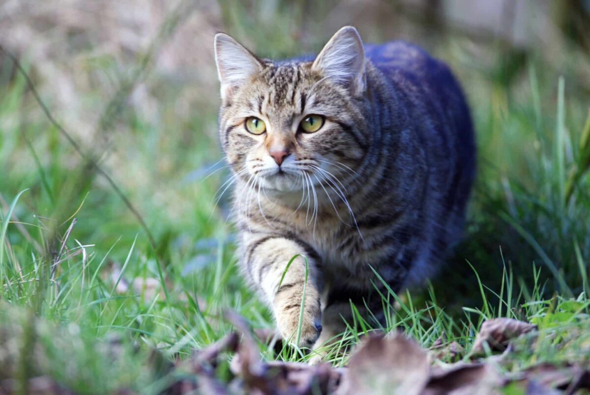 A curious cat confidently exploring their familiar surroundings with relaxed, alert body language.