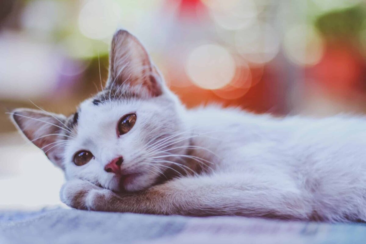 A relaxed cat resting comfortably with soft eyes and peaceful body language near their human.