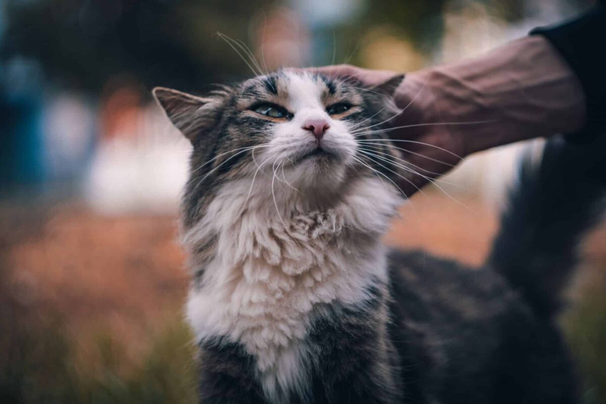 A cat looking toward their human and returning a gentle slow blink.