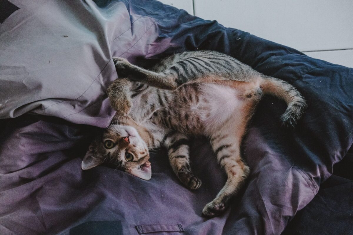 A relaxed cat resting with their belly exposed and their body completely at ease.