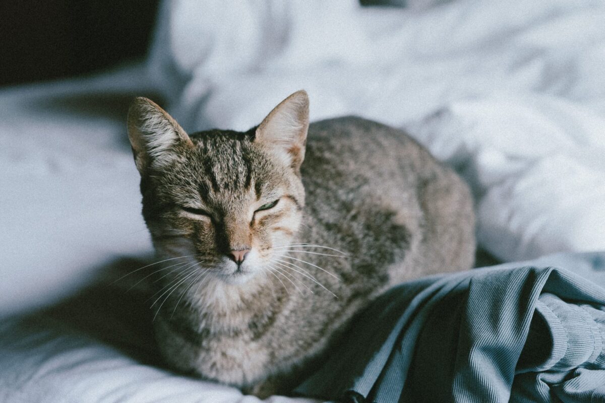 A calm cat looking toward their human with softly narrowed eyes during a gentle slow blink.