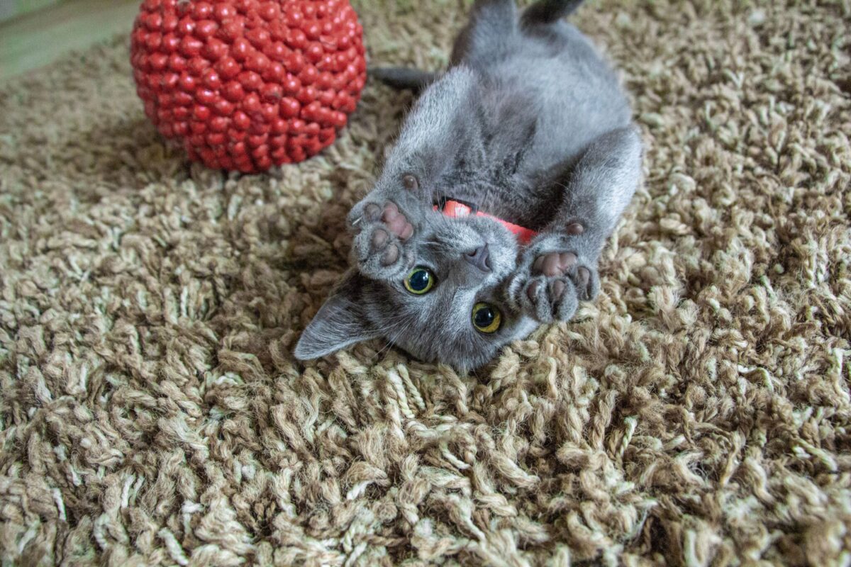 A playful cat carrying a favorite toy toward their human with an eager expression.