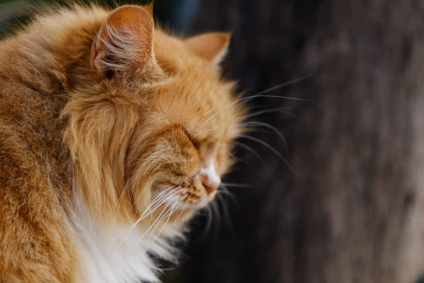 A relaxed cat resting comfortably in a familiar home with loose body language and a peaceful expression.
