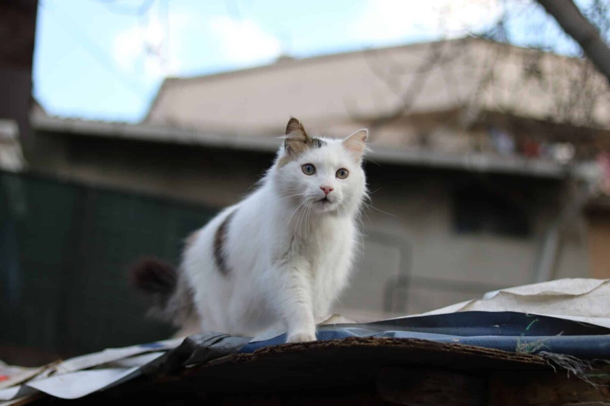 An athletic Turkish Van Cat balancing confidently on a high perch while surveying the room below.