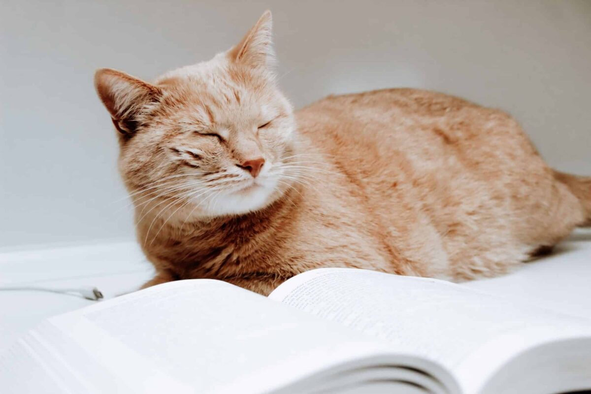 A cat sitting directly on an open book while calmly occupying the space where someone had been reading.