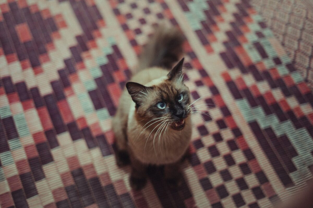 A curious Siamese Cat standing near a bathroom doorway with an alert and interested expression.