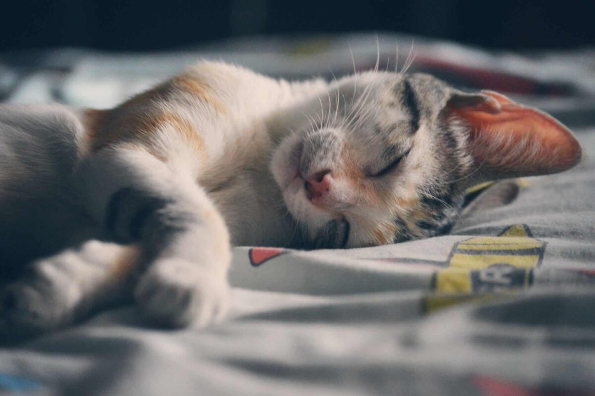 A peaceful cat sleeping comfortably with their body stretched out and muscles relaxed.