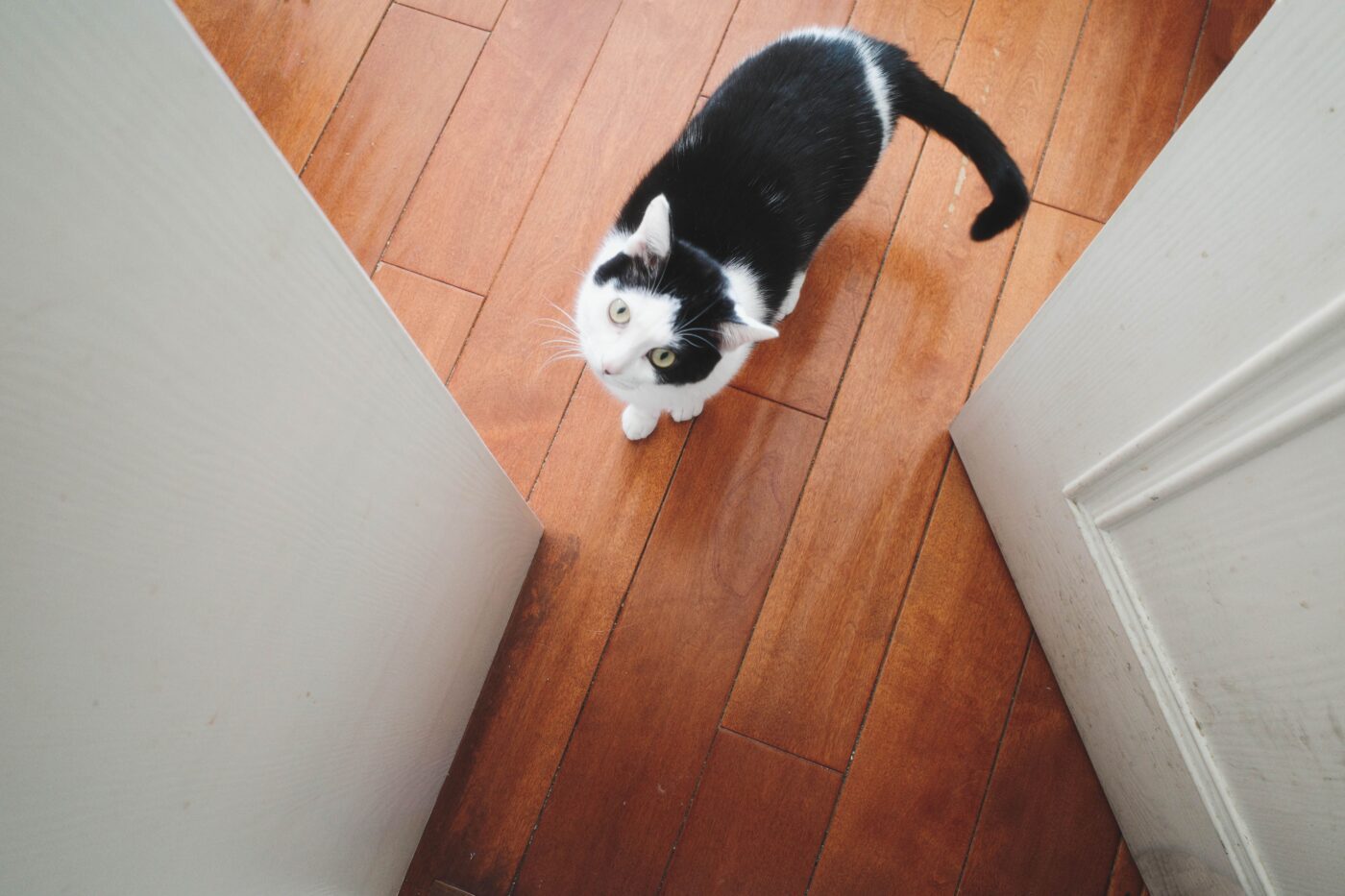 A curious cat waiting patiently outside a bathroom door and looking attentively toward the entrance.