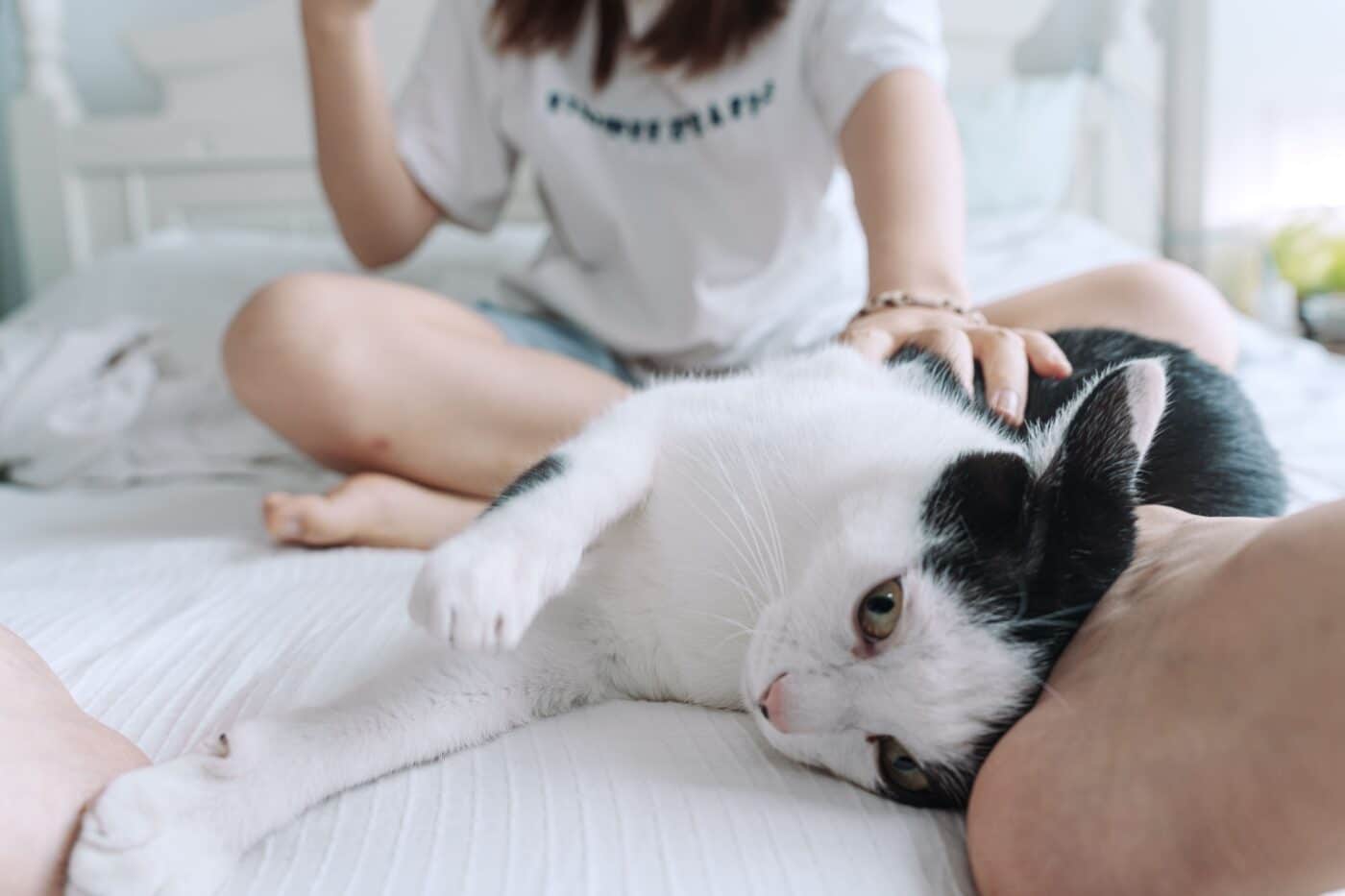 A content cat rubbing the side of their face and body against their human's legs.