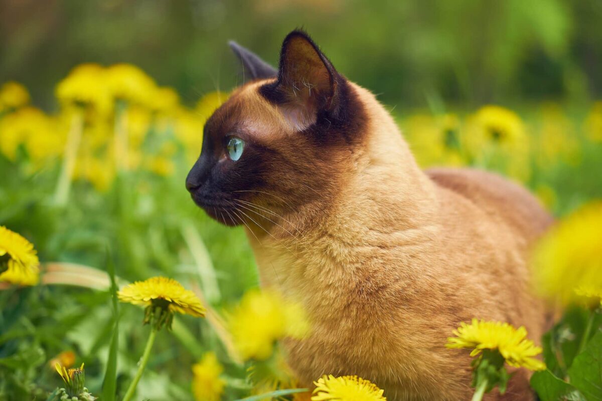 A Siamese Cat sitting beside their person with an alert expression and focused gaze.