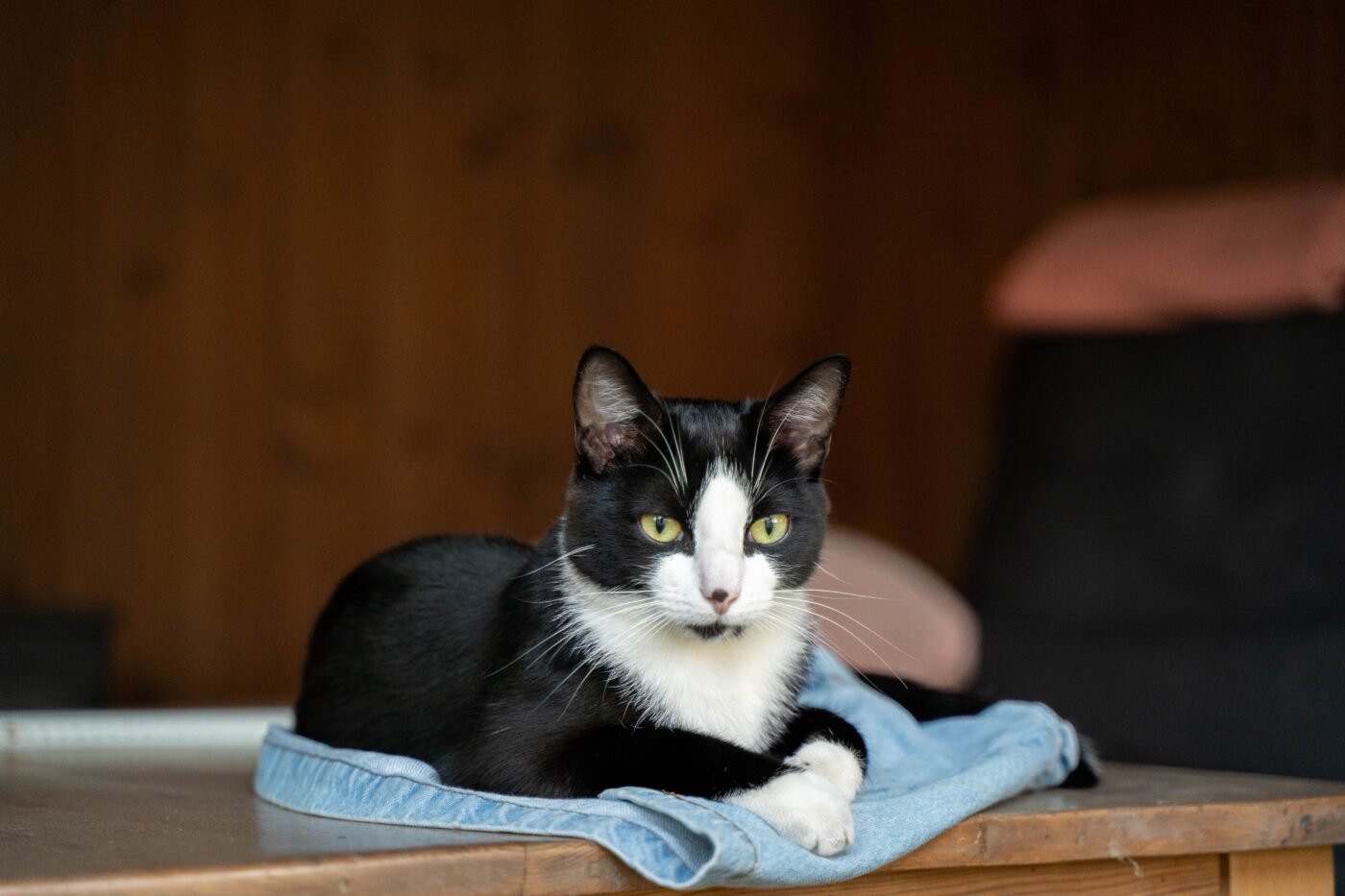 A comfortable cat curled tightly on a soft sweater with their paws tucked beneath their body.