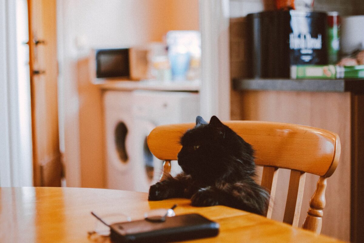 A patient cat waiting near a familiar spot as their human begins a regular daily routine.