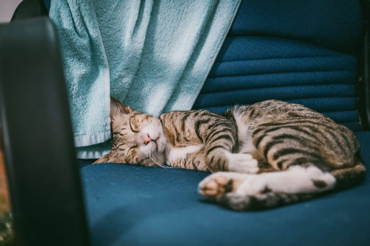 A sleepy cat curled comfortably in a familiar favorite resting place.