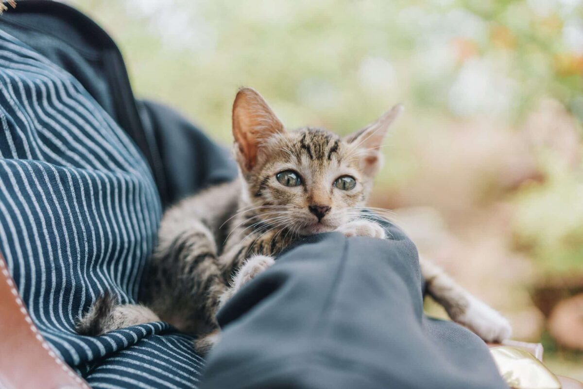 A content cat resting beside their human and offering a peaceful slow blink.