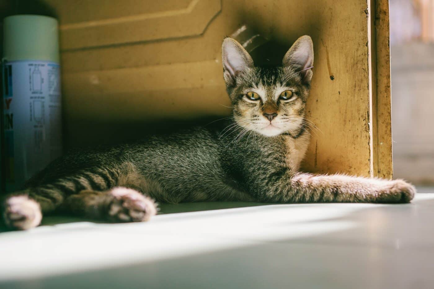 A comfortable cat lying calmly outside a bathroom door as if settled into a familiar waiting spot.