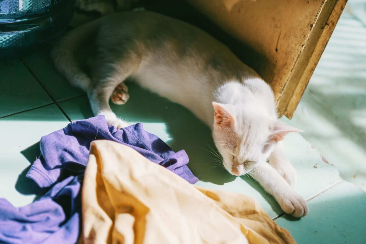 A relaxed cat lying comfortably near a pile of their human's clothes while sleeping peacefully.