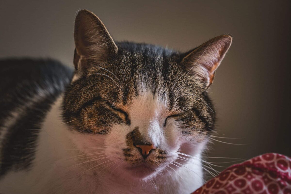A calm cat looking toward their human with softly narrowed eyes during a slow blink.