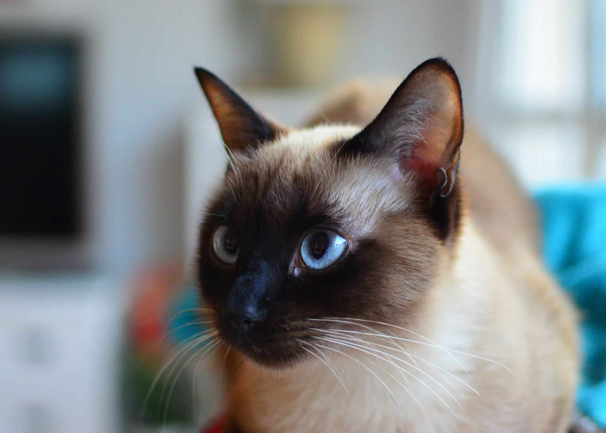 A Siamese Cat sitting prominently on a kitchen counter with bright blue eyes and an alert expression.