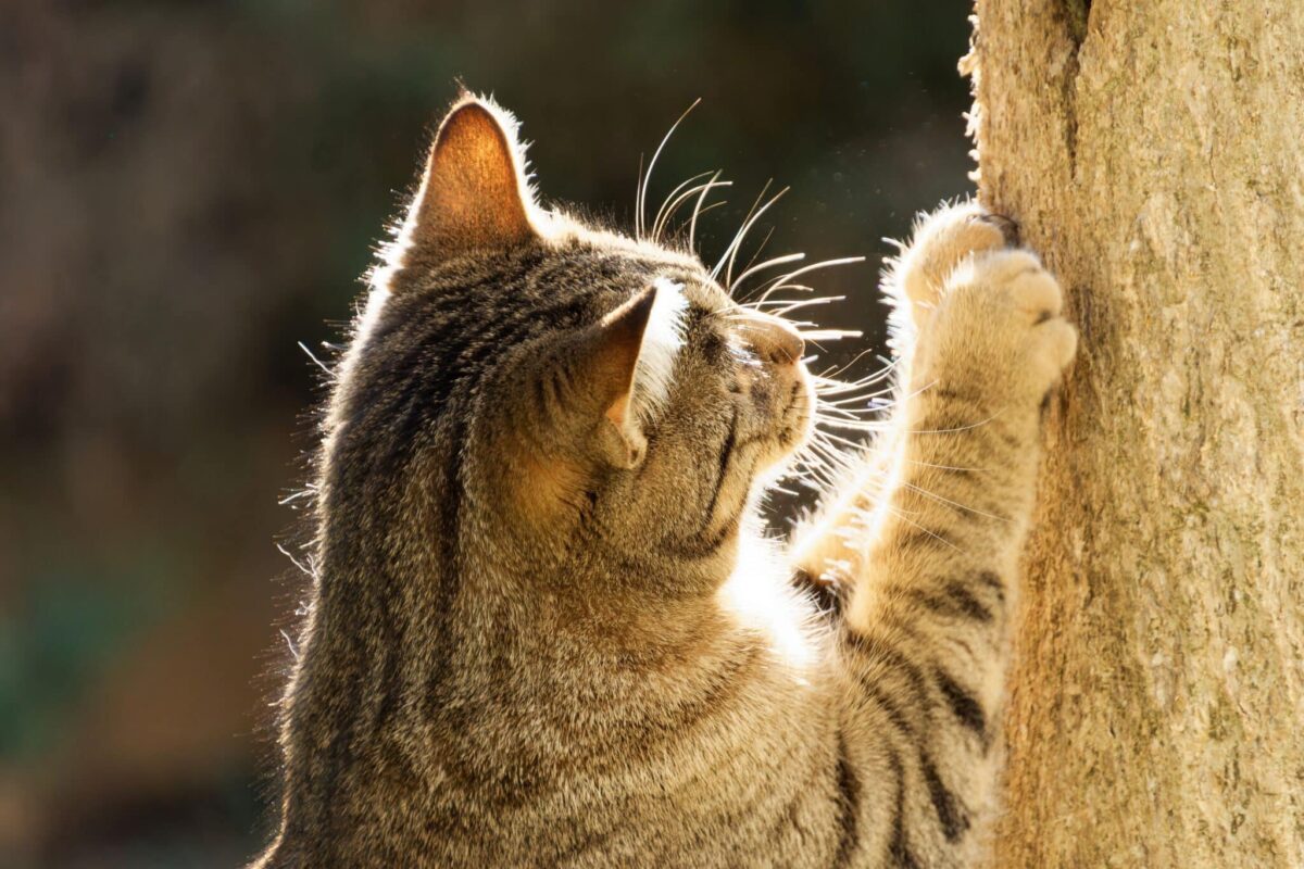 A cat stretching upward while scratching a tall sturdy scratching post.