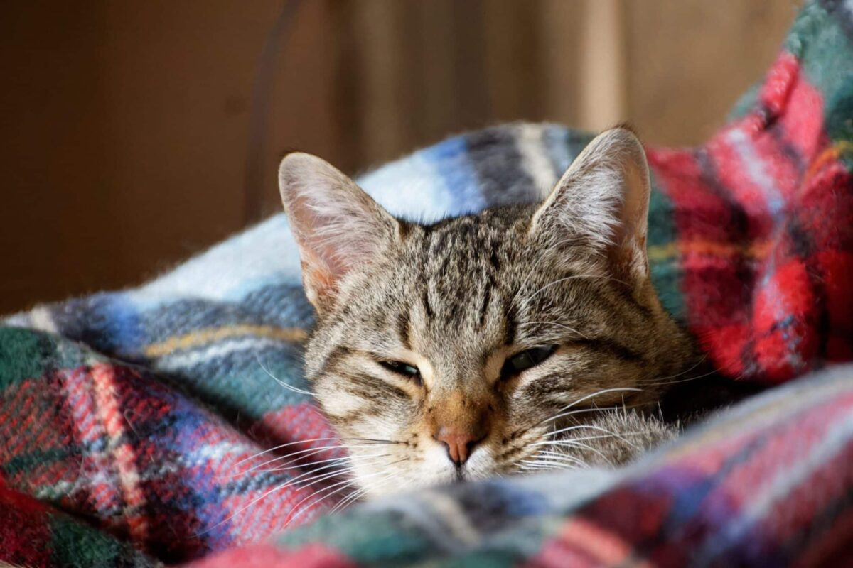 A sleepy cat curled comfortably on a blanket with heavy eyelids and relaxed ears.