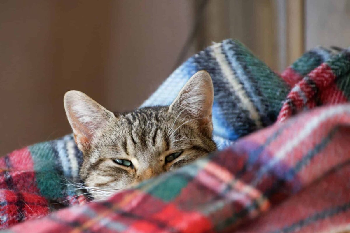 A sleepy cat nestled into the middle of a loosely piled stack of clothing.