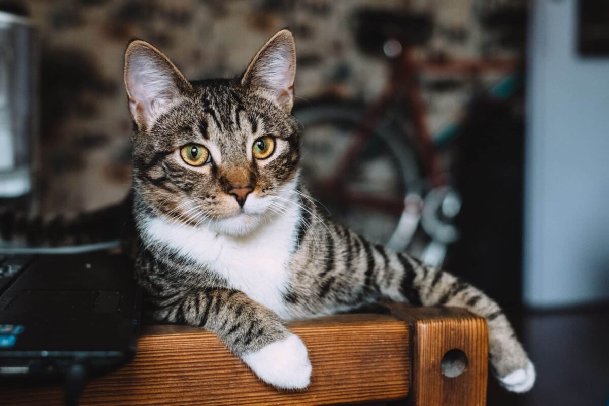 A peaceful cat sitting with loose posture, soft eyes, and relaxed ears near their human.
