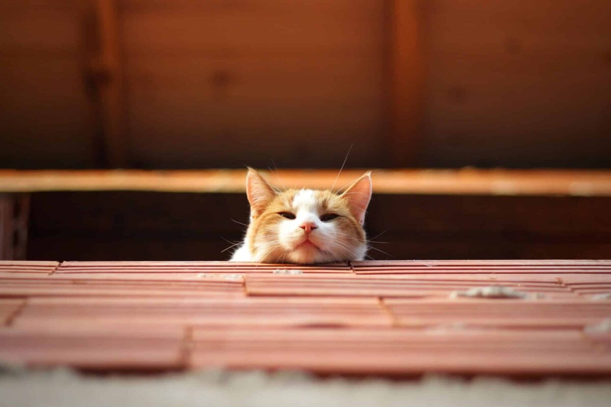 A relaxed cat approaching their human simply to sit nearby during a peaceful moment.