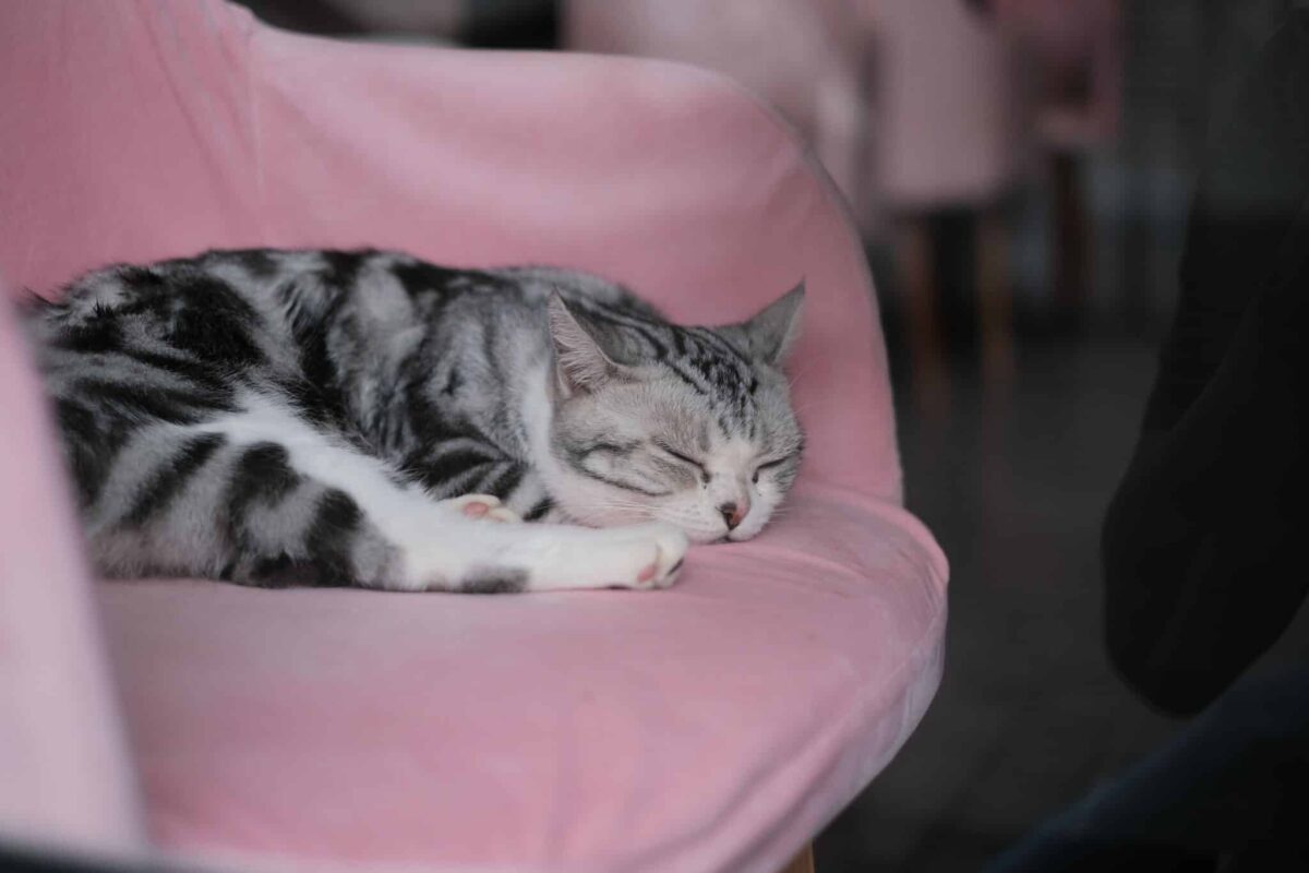 A peaceful cat resting comfortably in a favorite spot with softly closed eyes.