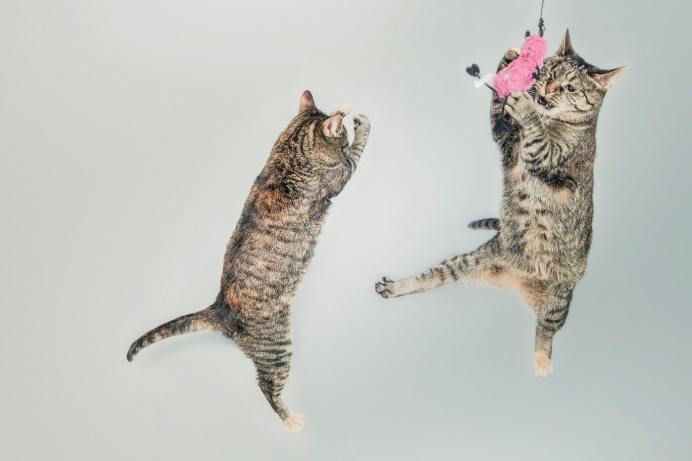 A playful cat crouching with bright eyes, an alert expression, and energetic body language while preparing to spring into action.