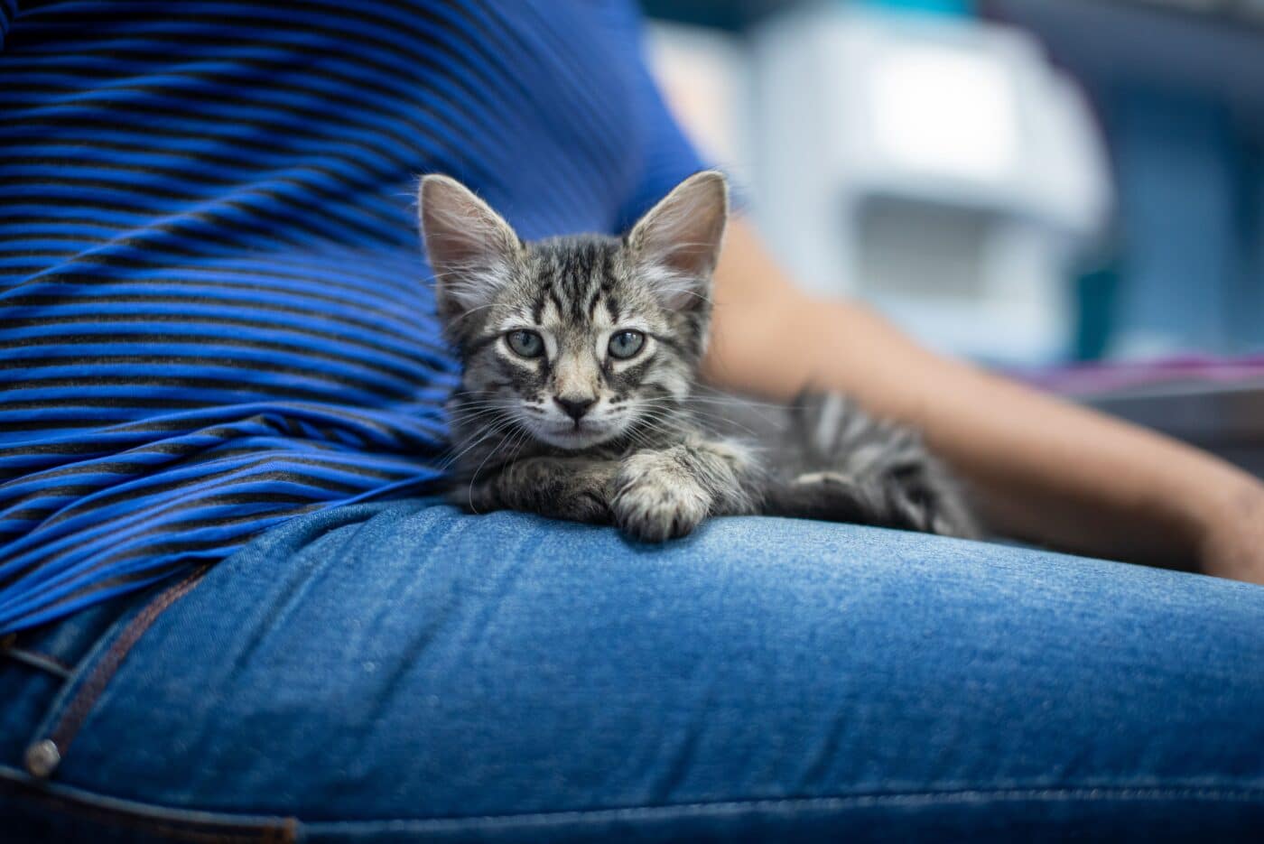 A relaxed cat settling comfortably onto their human's lap while seeking closeness.