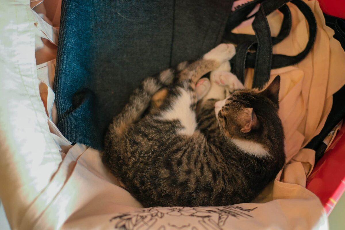 A content cat resting on warm laundry with relaxed paws and softly closed eyes.