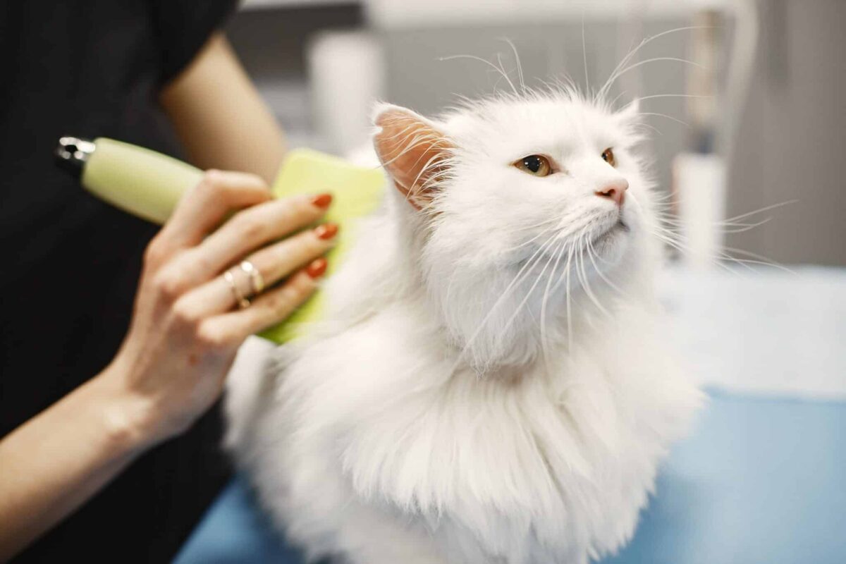 An affectionate cat sitting closely beside their favorite person on a comfortable sofa.